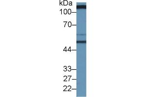 Rabbit Capture antibody from the kit in WB with Positive Control: Human serum. (SLC3A2 Kit ELISA)