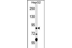 PGBD1 Antibody (Center) (ABIN1538337 and ABIN2848906) western blot analysis in HepG2 cell line lysates (35 μg/lane). (PGBD1 anticorps  (AA 347-375))
