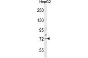 Western blot analysis in HepG2 cell line lysates (35ug/lane) using SREBF2 / SREBP2  Antibody . (SREBF2 anticorps  (Middle Region))