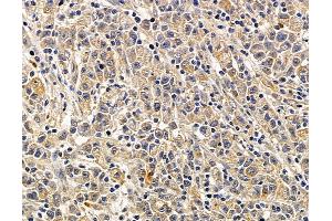 anti-Submaxillary Gland Androgen Regulated Protein 3A (SMR3A) antibody
