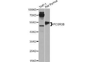 Western blot analysis of extracts of various cell lines, using FCGR3B antibody. (FCGR3B anticorps)