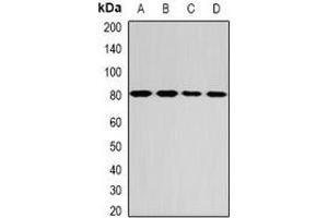 Western blot analysis of GPD2 expression in MCF7 (A), SW480 (B), mouse liver (C), mouse brain (D) whole cell lysates. (GPD2 anticorps)