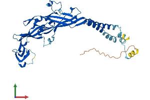 AlphaFold protein structure predicition of Human Recombinant P2RX3 Protein, UniprotID P56373