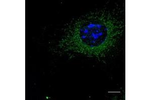 Immunofluorescence (IF) image for anti-RAB5A, Member RAS Oncogene Family (RAB5A) (C-Term) antibody (ABIN1440056)