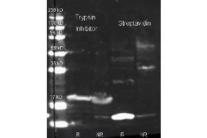 Rabbit anti Streptavidin (200-4195 lot 23495) and Biotin conjugated Rabbit anti-trypsin inhibitor antibody (200-4679 lot 6594) were used to detect target proteins Trypsin Inhibitor (left) and Streptavidin (right) under reducing (R) and non-reducing (NR) conditions. (Streptavidin anticorps  (Texas Red (TR)))