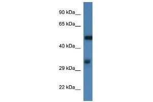 Western Blot showing Fscn1 antibody used at a concentration of 1. (Fascin anticorps  (N-Term))