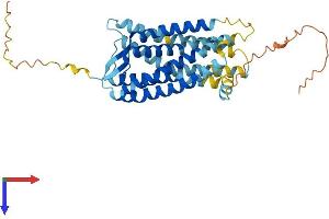 AlphaFold protein structure predicition of Human Recombinant CCR10 Protein, UniprotID P46092