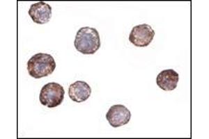 AP20063PU-N ATG16 antibody staining of HeLa Cell Lysate by Immunocytochemistry at 2 μg/ml.