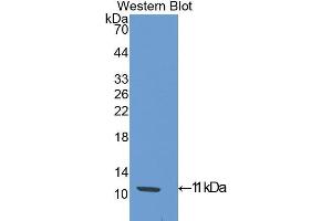 Western Blotting (WB) image for anti-Slit Homolog 3 (SLIT3) (AA 454-498) antibody (ABIN1176110) (SLIT3 anticorps  (AA 454-498))