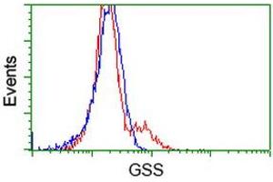 HEK293T cells transfected with either RC203174 overexpress plasmid (Red) or empty vector control plasmid (Blue) were immunostained by anti-GSS antibody (ABIN2453903), and then analyzed by flow cytometry. (Glutathione Synthetase anticorps)