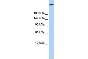 WB Suggested Anti-GOLGB1 Antibody Titration:  0. (Golgin B1 (GOLGB1) (N-Term) anticorps)