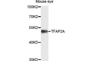 Western blot analysis of extracts of mouse eye, using TFAP2A antibody (ABIN4905393) at 1:1000 dilution. (TFAP2A anticorps)