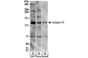 anti-Small Optic Lobes Homolog (SOLH) (AA 25-75) antibody