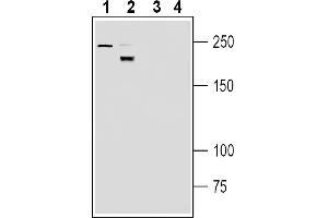 Western blot analysis of mouse brain membranes (lanes 1 and 3) and rat spleen membranes (lanes 2 and 4):1-2. (NEO1 anticorps  (Extracellular))