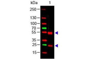 Image no. 1 for Rabbit anti-Pig IgG (Whole Molecule) antibody (ABIN799875) (Lapin anti-Porc IgG (Whole Molecule) Anticorps)