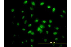 anti-Interferon-Related Developmental Regulator 2 (IFRD2) (AA 1-442) antibody