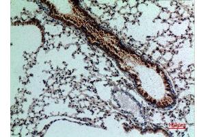 Immunohistochemistry (IHC) analysis of paraffin-embedded Mouse Lung, antibody was diluted at 1:100. (FGF18 anticorps  (C-Term))