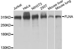 Western blot analysis of extracts of various cell lines, using FLNA antibody.
