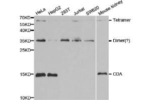 Western blot analysis of extracts of various cell lines, using CDA antibody. (CDA anticorps)