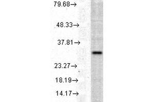 Western blot analysis of Human Cell line lysates showing detection of HO-1 protein using Rabbit Anti-HO-1 Polyclonal Antibody . (HMOX1 anticorps  (HRP))
