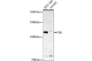 Western blot analysis of extracts of various cell lines, using TEK antibody (ABIN6127576, ABIN6148993, ABIN6148995 and ABIN6223056) at 1:500 dilution. (TEK anticorps  (AA 500-750))