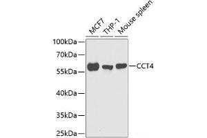 Western blot analysis of extracts of various cell lines using CCT4 Polyclonal Antibody at dilution of 1:1000. (CCT4 anticorps)