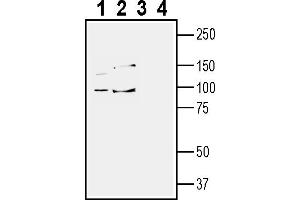 anti-TYRO3 Protein Tyrosine Kinase (TYRO3) (AA 346-361), (Extracellular) antibody