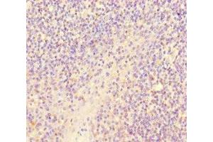 Immunohistochemistry of paraffin-embedded human tonsil tissue using ABIN7167828 at dilution of 1:100 (SCPEP1 anticorps  (AA 201-452))