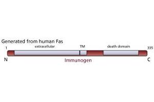 Image no. 1 for anti-TNF Receptor Superfamily, Member 6 (FAS) antibody (ABIN967518) (FAS anticorps)