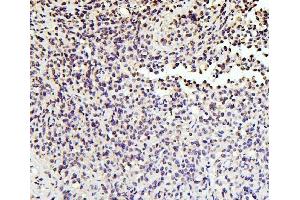IHC analysis of SOX15 using anti-SOX15 antibody (ABIN6719624). (SOX15 anticorps  (AA 1-233))