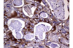 Image no. 8 for anti-Wingless-Type MMTV Integration Site Family, Member 3 (WNT3) (AA 128-355) antibody (ABIN1490901)