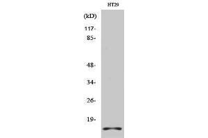 Western Blotting (WB) image for anti-H2A Histone Family, Member X (H2AFX) (C-Term) antibody (ABIN3185023) (H2AFX anticorps  (C-Term))