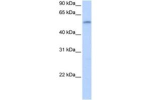 Western Blotting (WB) image for anti-Zinc Finger Protein 280A (ZNF280A) antibody (ABIN2463368) (ZNF280A anticorps)