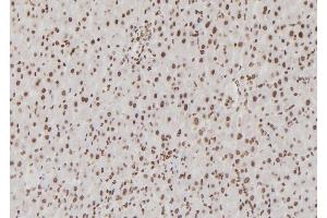 ABIN6276855 at 1/100 staining Rat liver tissue by IHC-P.