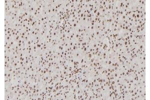 ABIN6276855 at 1/100 staining Rat liver tissue by IHC-P. (USF1 anticorps  (Internal Region))