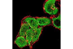 Immunofluorescence analysis of SMMC-7721 cells using GRM7 mouse mAb (green). (GRM7 anticorps  (AA 454-590))