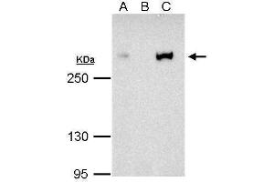 Immunoprecipitation (IP) image for anti-CREB Binding Protein (CREBBP) (C-Term) antibody (ABIN2854987)