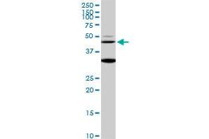 MAPK3 monoclonal antibody (M04), clone 1F7. (ERK1 anticorps  (AA 279-379))
