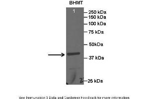 Lanes:   Lane1: 20 ug rat liver lysate  Primary Antibody Dilution:   1:2000  Secondary Antibody:   Anti-rabbit HRP  Secondary Antibody Dilution:   1:15000  Gene Name:   BHMT  Submitted by:   Anonymous