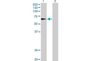 Western Blot analysis of FMO4 expression in transfected 293T cell line by FMO4 MaxPab polyclonal antibody.
