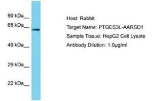 Image no. 1 for anti-Alanyl-tRNA Synthetase Domain Containing 1 (AARSD1) (AA 452-501) antibody (ABIN6750692) (AARSD1 anticorps  (AA 452-501))
