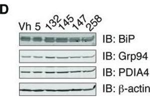 ER proteostasis regulators induce ATF6 targets at the protein level and time-dependence of ATF6 and XBP1s target activation.