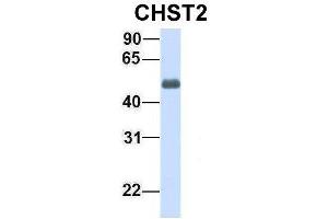 Host:  Rabbit  Target Name:  CHST2  Sample Type:  Human Fetal Lung  Antibody Dilution:  1. (CHST2 anticorps  (Middle Region))