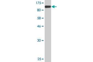 Western Blot detection against Immunogen (103.
