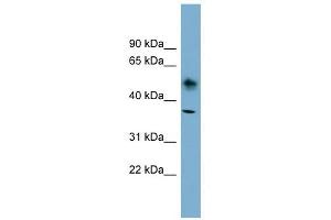 ATP1B1 antibody used at 1 ug/ml to detect target protein. (ATP1B1 anticorps  (N-Term))