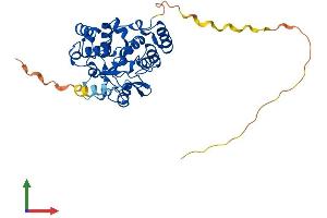 AlphaFold protein structure predicition of Human Recombinant SULT2B1 Protein, UniprotID O00204