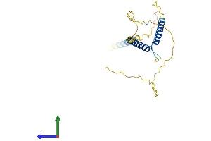 AlphaFold protein structure predicition of Mouse Recombinant Mxd1 Protein, UniprotID P50538