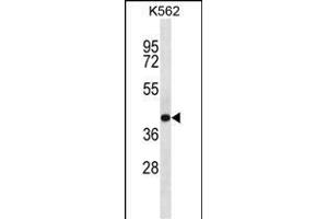 SEC14L4 Antibody (N-term) (ABIN657169 and ABIN2846302) western blot analysis in K562 cell line lysates (35 μg/lane). (SEC14L4 anticorps  (N-Term))
