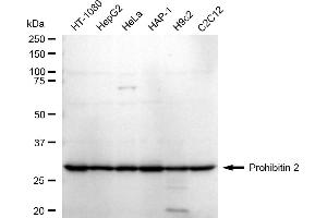 Western blotting analysis using Prohibitin 2 antibody (ABIN7799912).