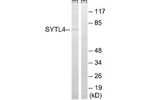 Western blot analysis of extracts from NIH-3T3 cells, using SYTL4 Antibody. (SYTL4 anticorps  (AA 381-430))